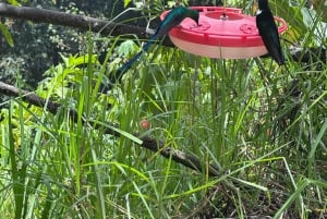 Fottur i Cocora-dalen, Casa de los colibríes Acaime