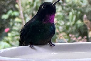 Fottur i Cocora-dalen, Casa de los colibríes Acaime