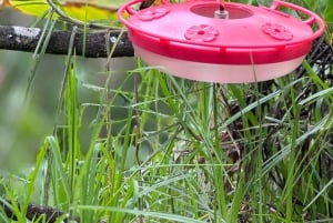 Fottur i Cocora-dalen, Casa de los colibríes Acaime