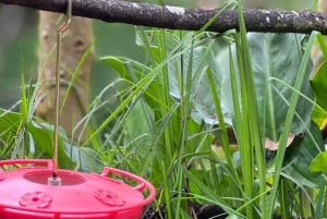 Fottur i Cocora-dalen, Casa de los colibríes Acaime