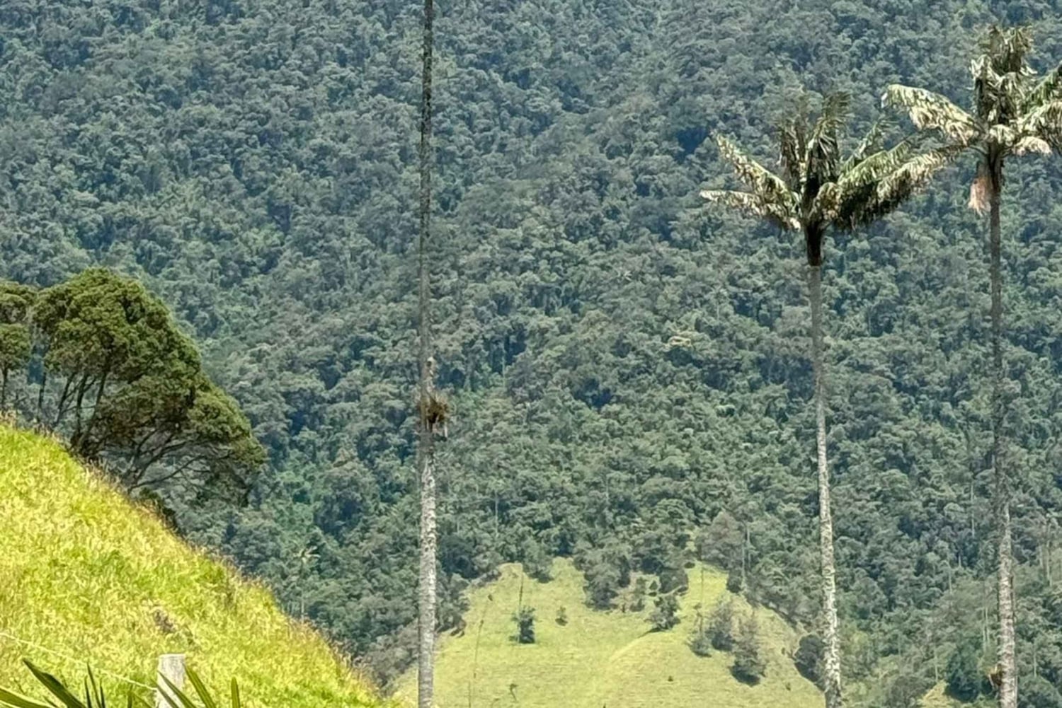 wędrówka po dolinie Cocora i wycieczka po Salento