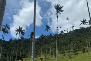 wędrówka po dolinie Cocora i wycieczka po Salento