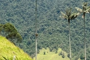 wędrówka po dolinie Cocora i wycieczka po Salento
