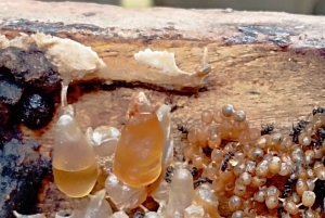 Honningtur i La Amalia