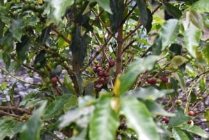 Ridning og vandring i Cocora-dalen + kaffeoplevelse