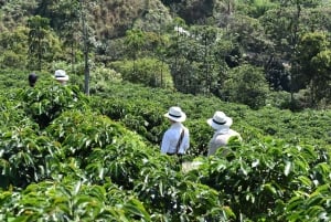 Ridning og vandring i Cocora-dalen + kaffeoplevelse