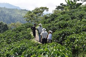 Ridning og vandring i Cocora-dalen + kaffeoplevelse