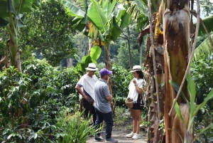 Horseback riding and hiking in the Cocora Valley + Coffee Experience