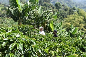 Horseback riding and hiking in the Cocora Valley + Coffee Experience