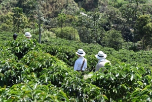 Horseback riding and hiking in the Cocora Valley + Coffee Experience