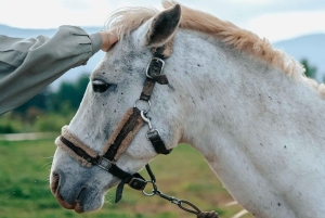 Passeio a cavalo em Barichara: uma viagem a cavalo por lugares históricos