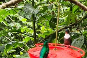 Circuito de observação de colibris