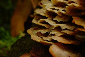 Ibagué: Combeima Canyon Hike, Yoga & Hot Springs Camp