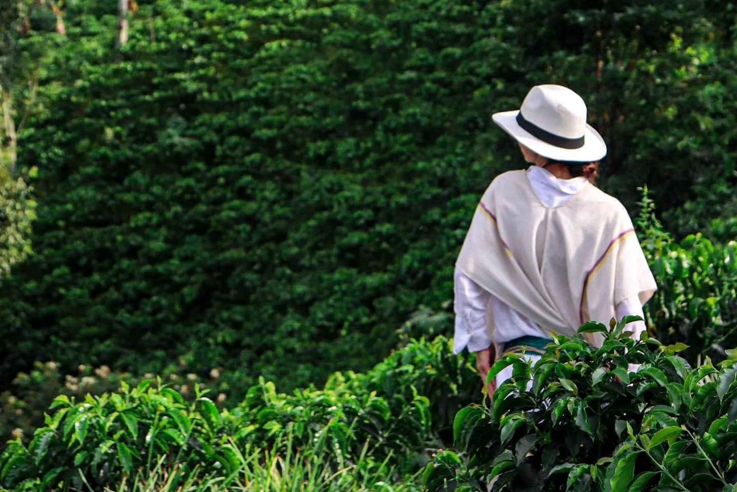 Inspiring landscapes of the Cocora Valley and coffee farms