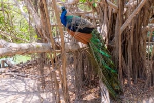 Isla Barú: Acceso al Club de Playa y Visita al Aviario Nacional
