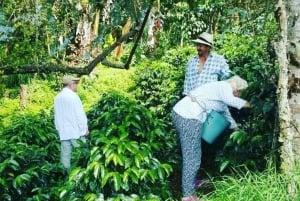 Jardín: paseo a caballo con plantación de café y cascada