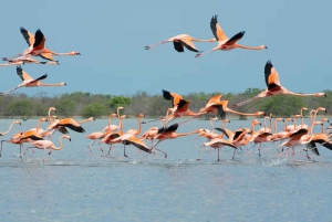 La Guajira: Manaure Salt Flats & Flamingos Day Trip