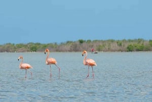 La Guajira: Manaure Salt Flats & Flamingos Day Trip