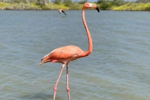 La Guajira: Manaure Salt Flats & Flamingos Day Trip