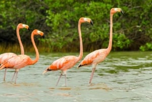 La Guajira: Manaure Salt Flats & Flamingos Day Trip