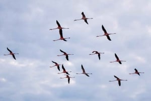 La Guajira: Manaure Salt Flats & Flamingos Day Trip