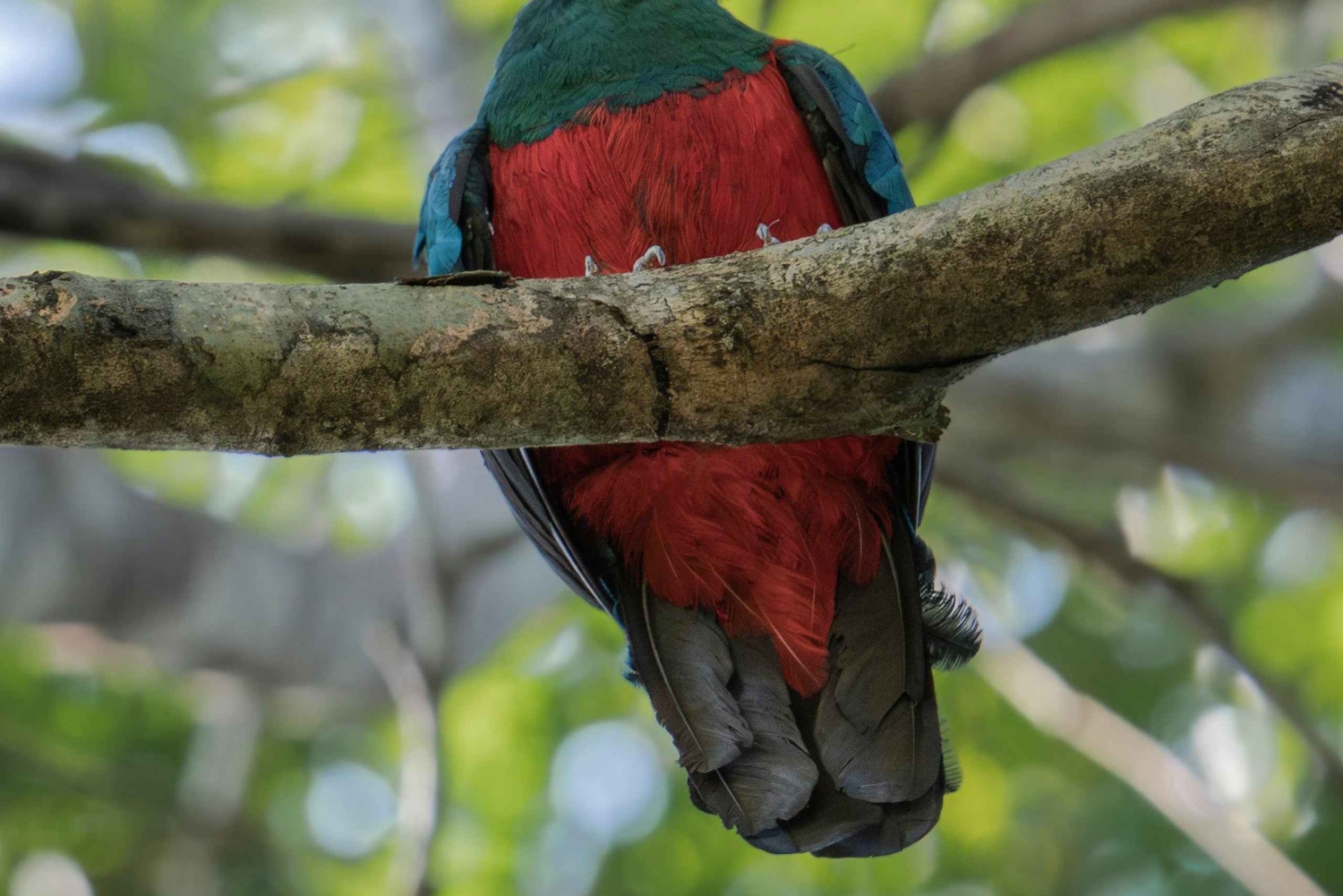 Leticia: 3-Day Birdwatching Tour