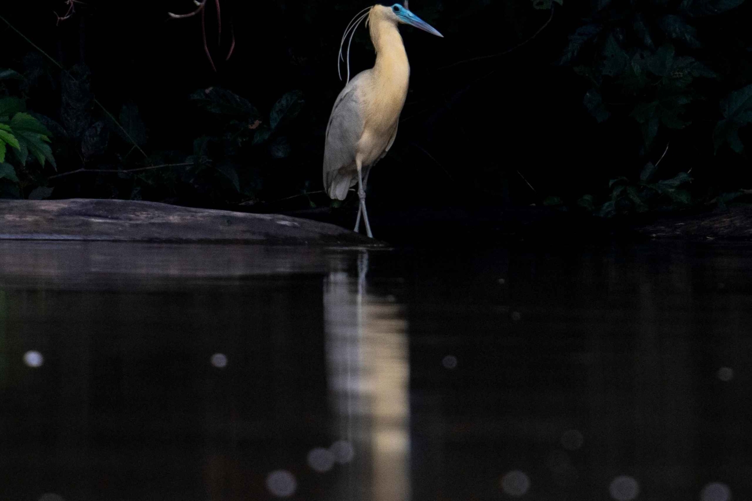 Leticia: 3-Day Birdwatching Tour