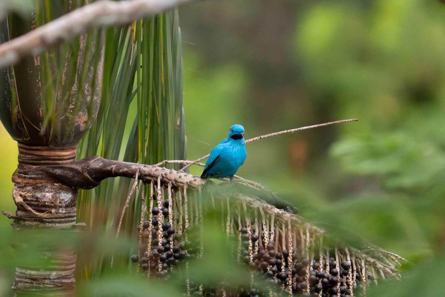 Leticia: 3-Day Birdwatching Tour