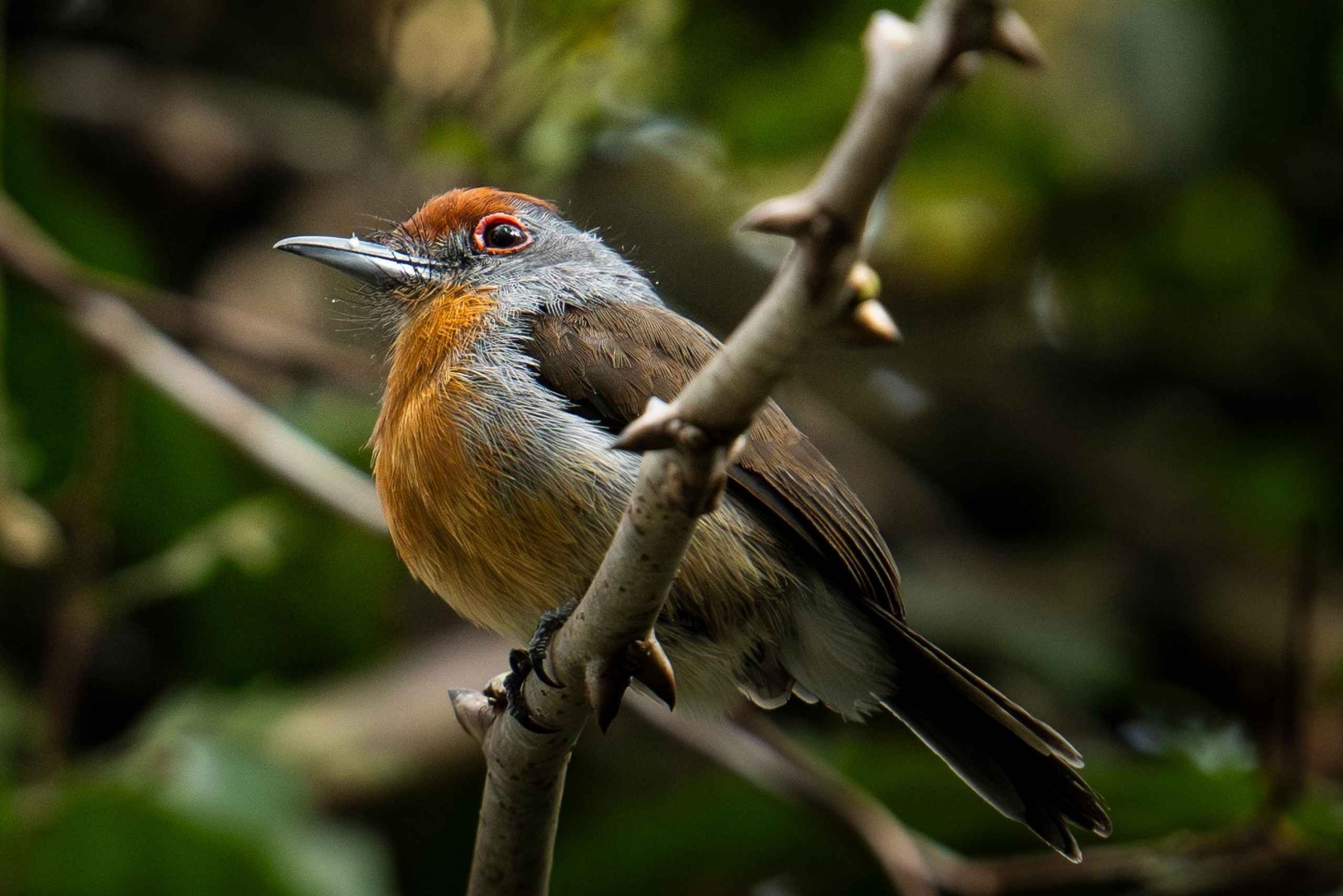 Leticia: 3-Day Birdwatching Tour