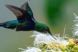 Leticia: 3-Day Birdwatching Tour