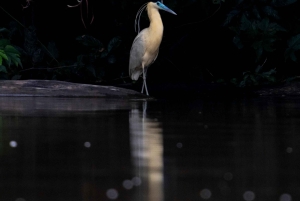 Leticia: 3-Day Birdwatching Tour