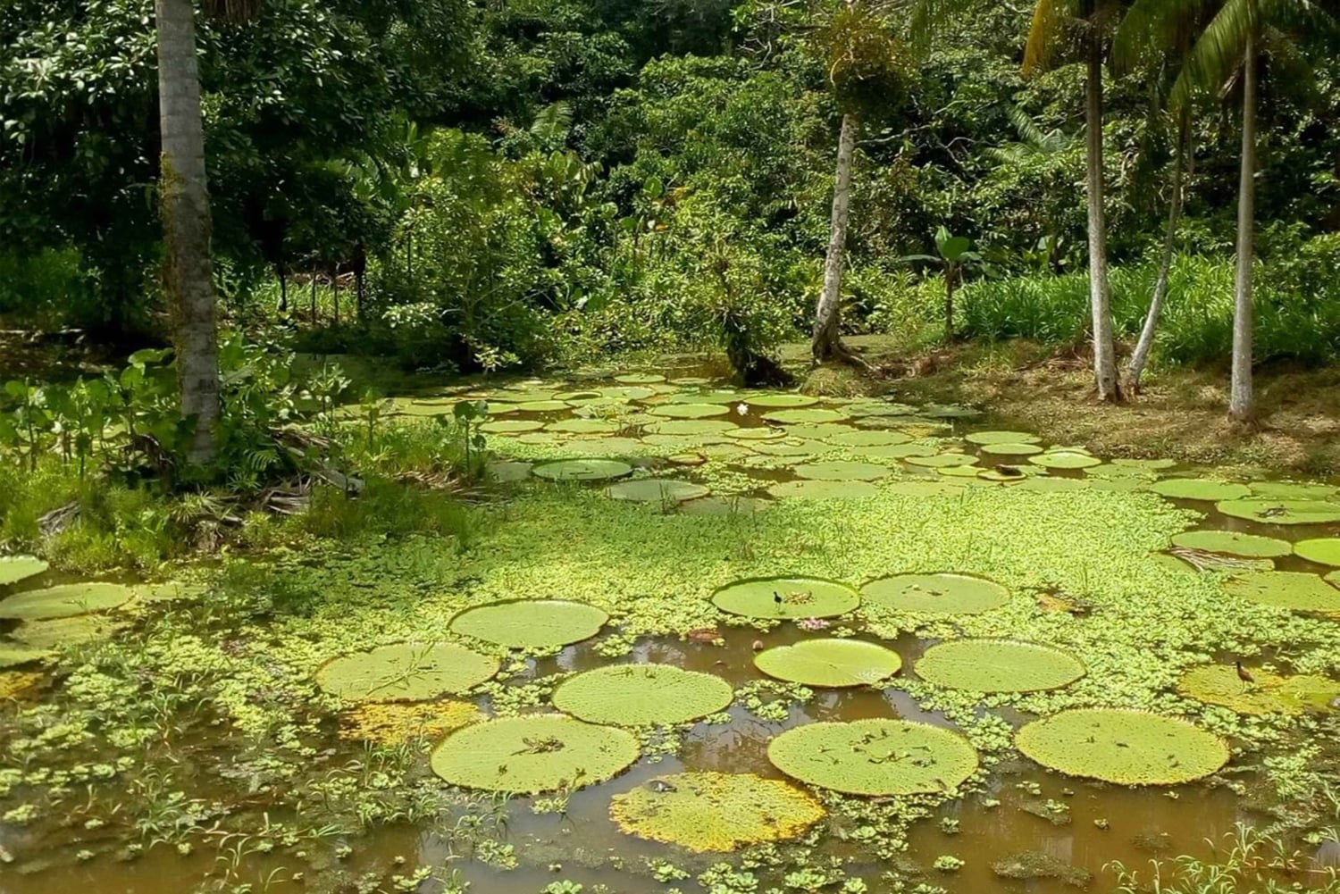 Leticia: Fantastiska tre dagars djungelturer