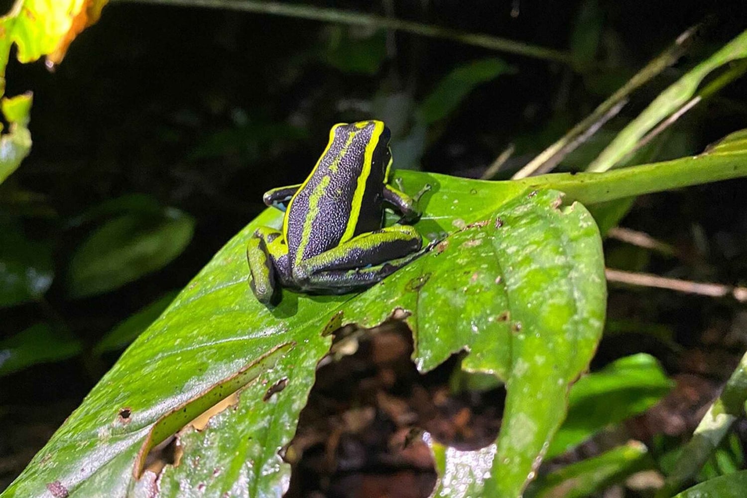 Leticia: Fantastiska tre dagars djungelturer