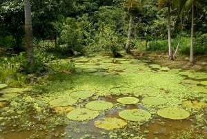 Leticia: Fantastiska tre dagars djungelturer