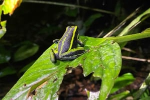 Leticia: Fantastiska tre dagars djungelturer