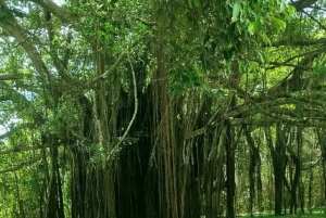Leticia: tour in canoa sull'Amazzonia con bagno