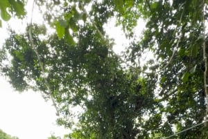 Leticia - Canopy in the Jungle