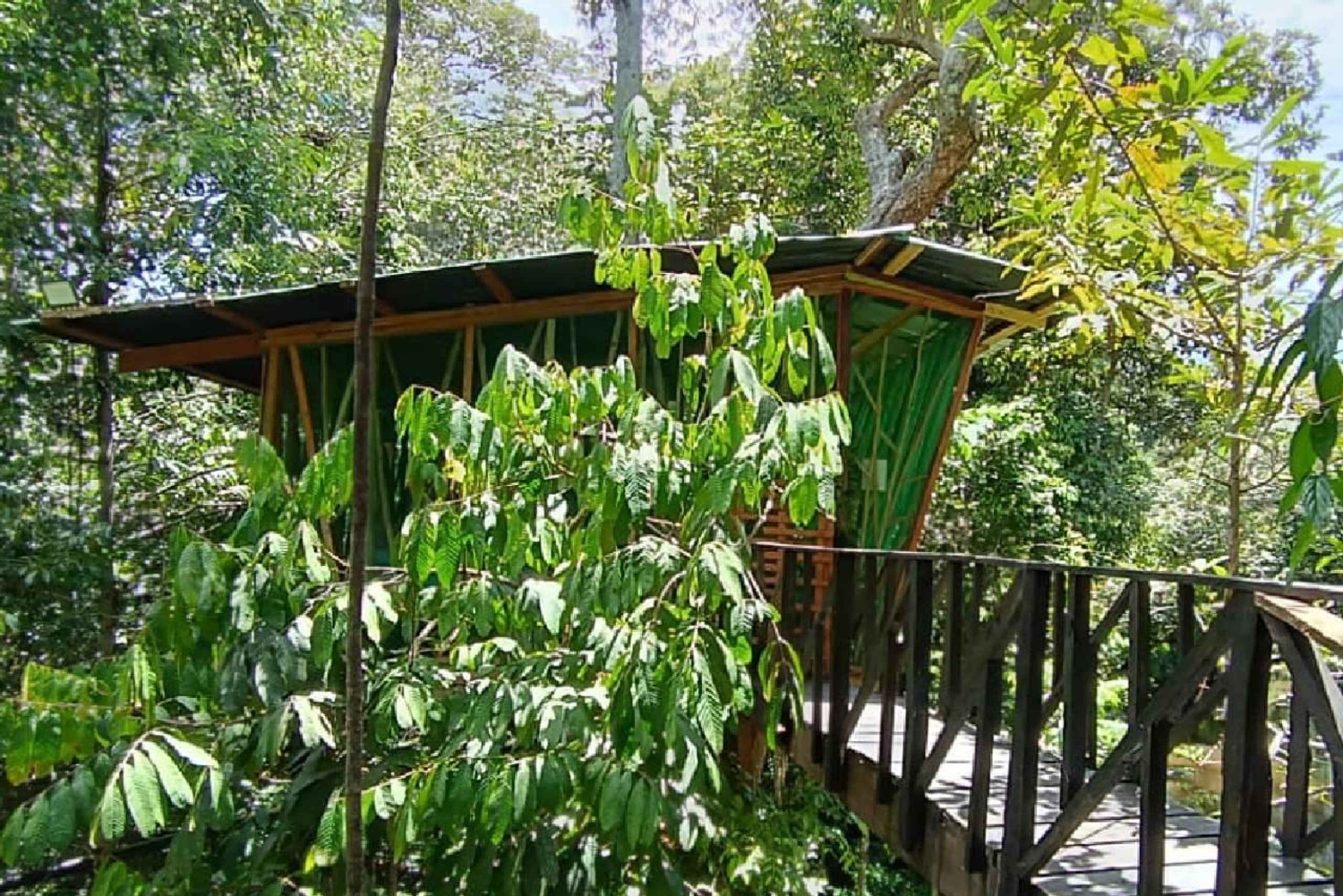 Leticia Sademetsäretki ja esi-isien luento puumajassa 2 päivää