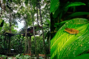 Leticia Sademetsäretki ja esi-isien luento puumajassa 2 päivää