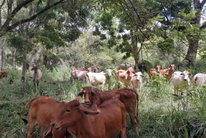 Magisk Jericó-tur och grillning på privat egendom