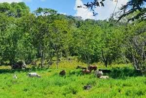 Magisk Jericó-tur och grillning på privat egendom