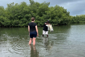 Mangrove ecotour and fishing in Cartagena's natural mangrove