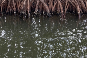 Mangrove ecotour and fishing in Cartagena's natural mangrove