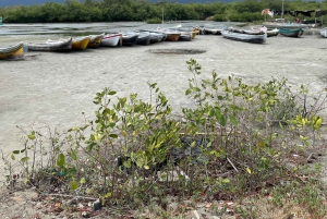 Mangrove ecotour and fishing in Cartagena's natural mangrove