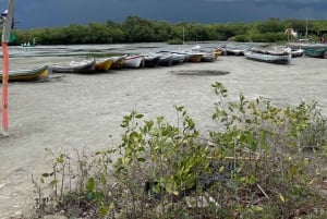 Mangrove ecotour and fishing in Cartagena's natural mangrove