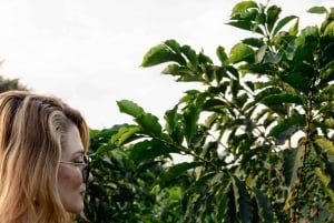 Manizales, Colombia: Coffee Tour + Barista Show