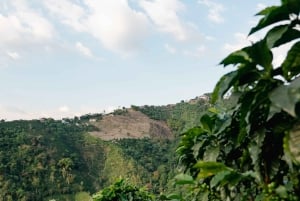 Manizales, Kolumbia: Wycieczka po plantacji kawy + pokaz baristy