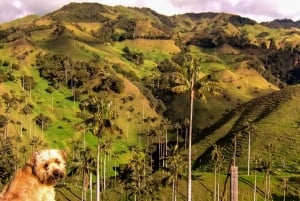 Manizales: Samaria Valley, leaving from Manizales