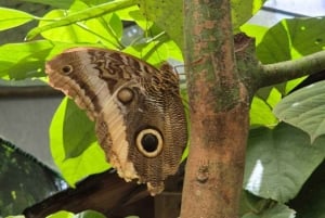 Mariposario Sierra Nevada Entry Ticket