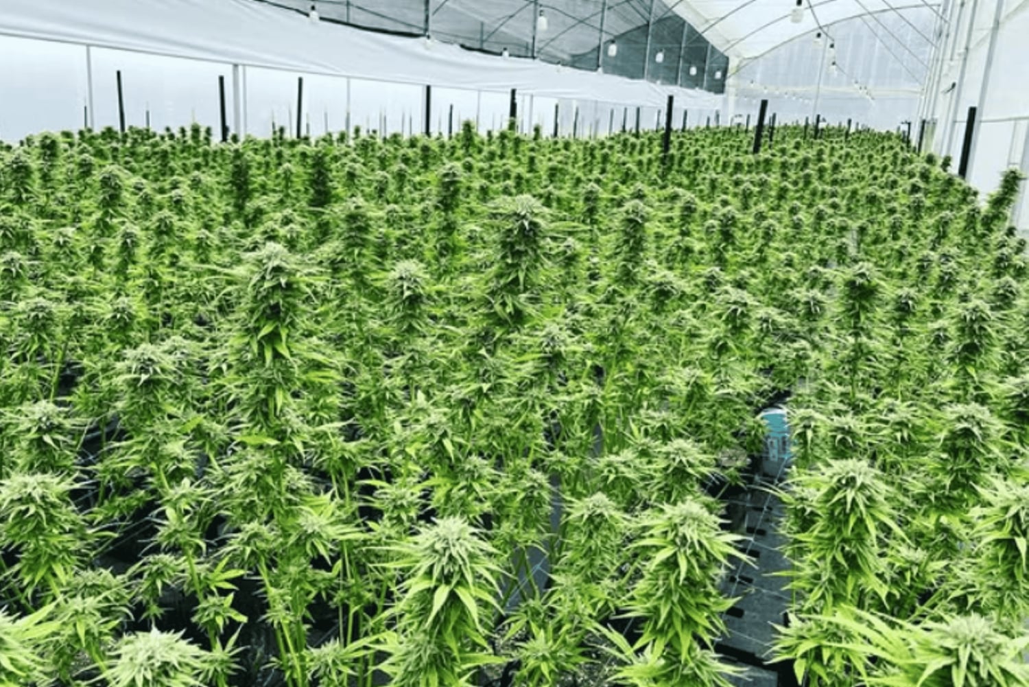 メデジン：医療用大麻を知る自然体験